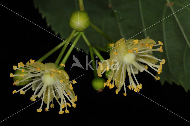 Lime (Tilia)