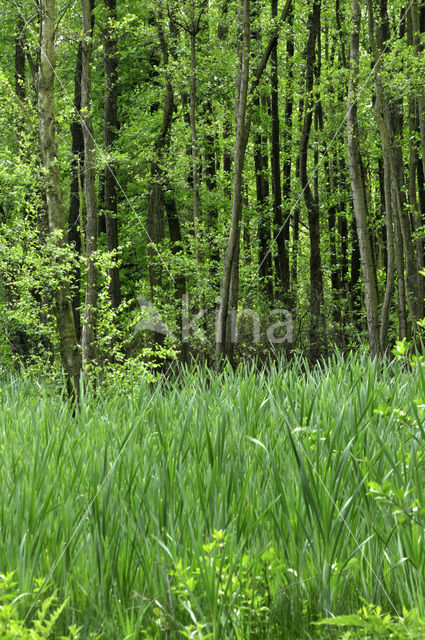 Bulrush (Typha)