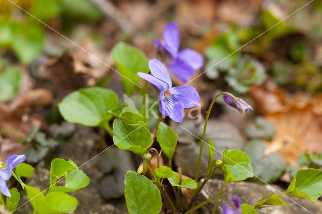 Maarts viooltje (Viola odorata)