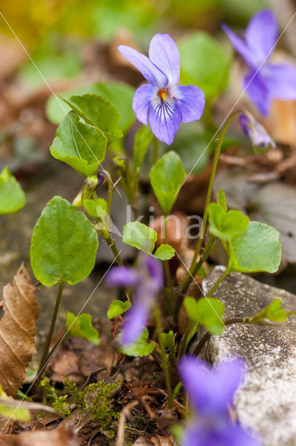 Sweet Violet (Viola odorata)