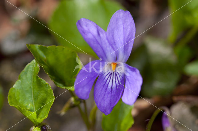 Sweet Violet (Viola odorata)