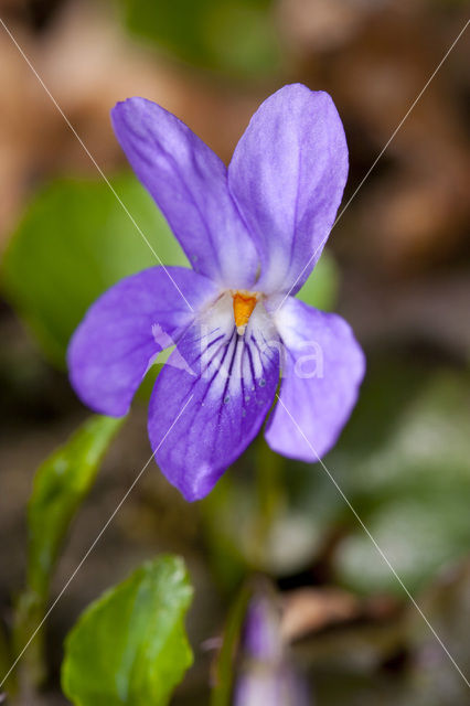 Sweet Violet (Viola odorata)