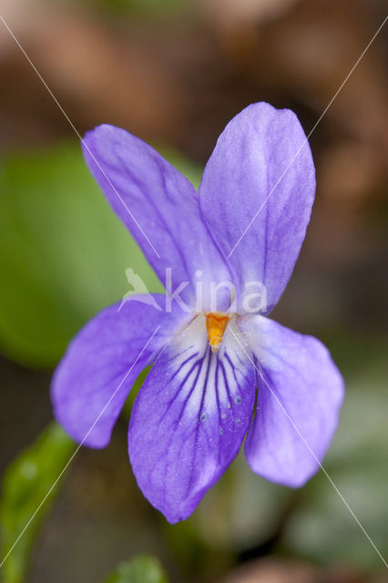 Sweet Violet (Viola odorata)