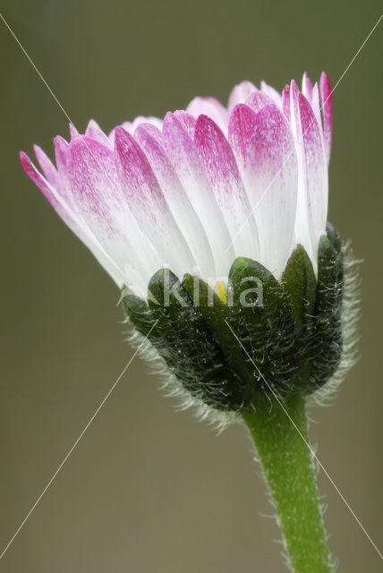 Daisy (Bellis perennis)