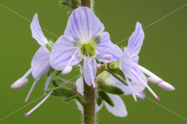 Heath Speedwell (Veronica officinalis)