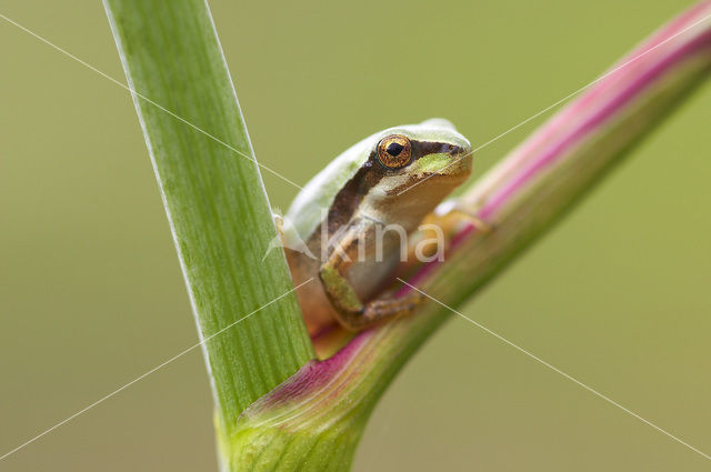 Stripeless tree frog (Hyla meridionalis)