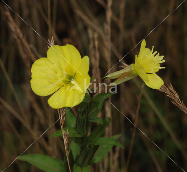 Middelste teunisbloem (Oenothera biennis)