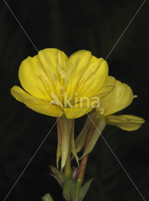 Middelste teunisbloem (Oenothera biennis)