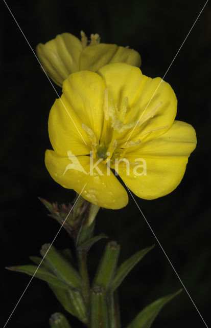 Middelste teunisbloem (Oenothera biennis)