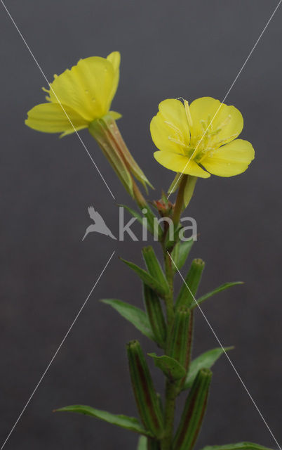 Middelste teunisbloem (Oenothera biennis)