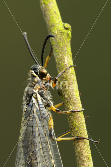 Mierenleeuw (Myrmeleon formicarius)