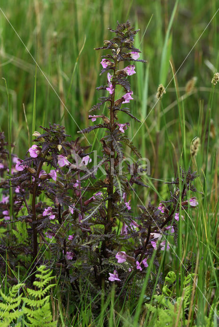 Marsh Lousewort (Pedicularis palustris)