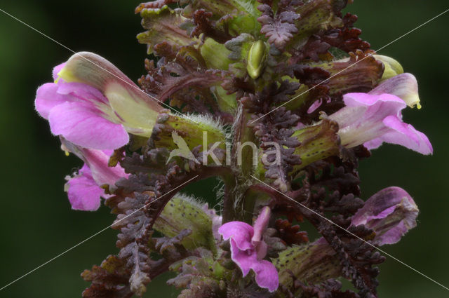 Moeraskartelblad (Pedicularis palustris)