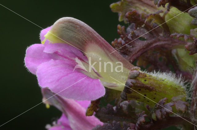 Moeraskartelblad (Pedicularis palustris)