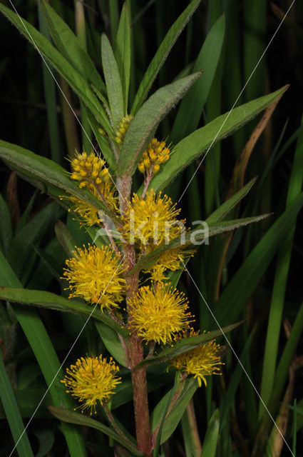 Moeraswederik (Lysimachia thyrsiflora)