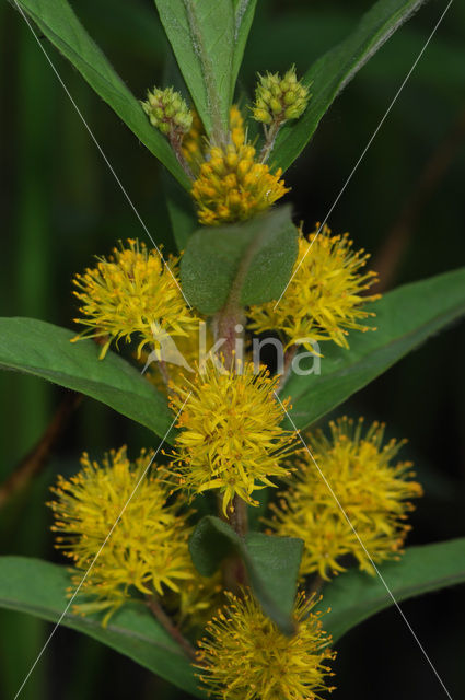 Moeraswederik (Lysimachia thyrsiflora)