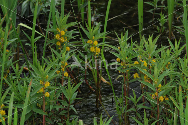 Tufted Loosestrife (Lysimachia thyrsiflora)