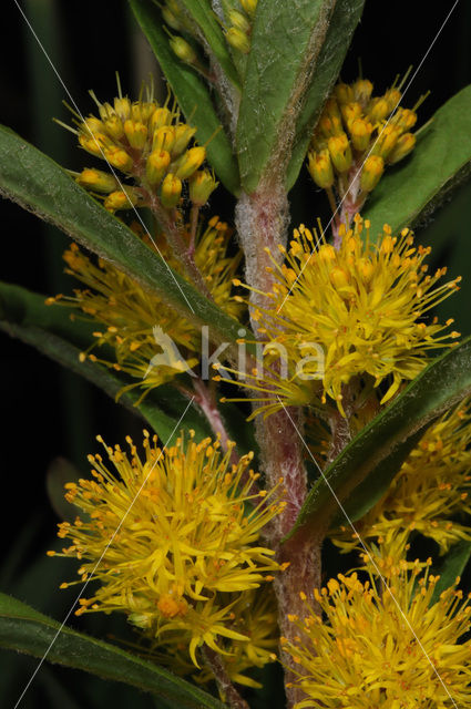 Moeraswederik (Lysimachia thyrsiflora)