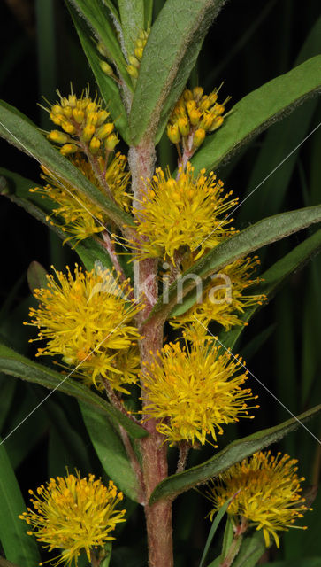 Moeraswederik (Lysimachia thyrsiflora)