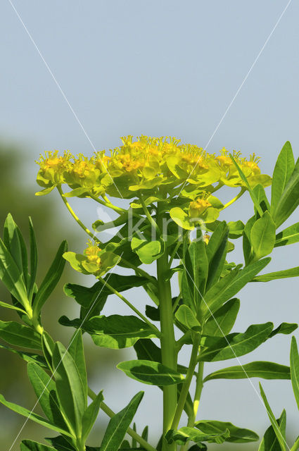 Marsh Spurge (Euphorbia palustris)