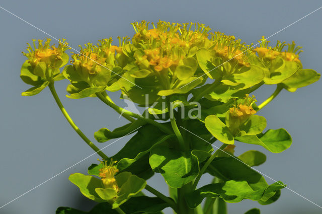 Moeraswolfsmelk (Euphorbia palustris)