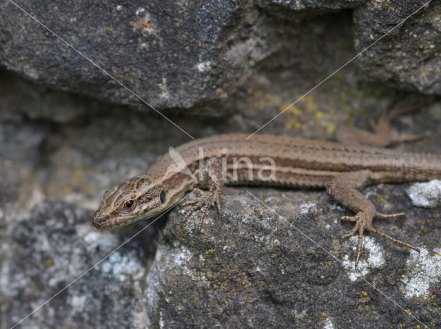 Wall Lizard (Podarcis muralis)