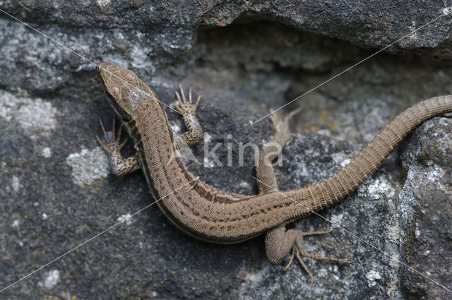 Muurhagedis (Podarcis muralis)