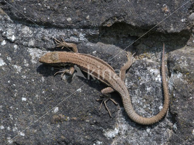 Muurhagedis (Podarcis muralis)