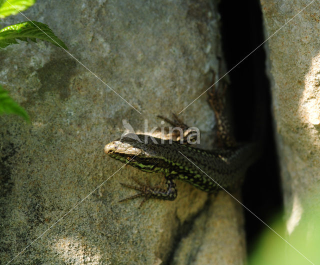 Wall Lizard (Podarcis muralis)