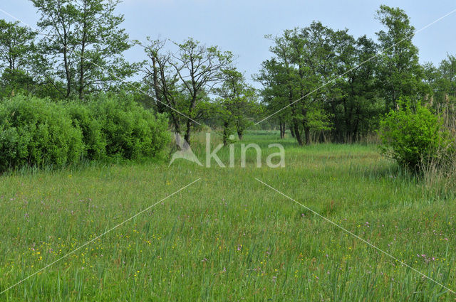 National Park Weerribben-Wieden