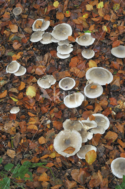 Nevelzwam (Clitocybe nebularis)