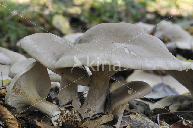 Nevelzwam (Clitocybe nebularis)