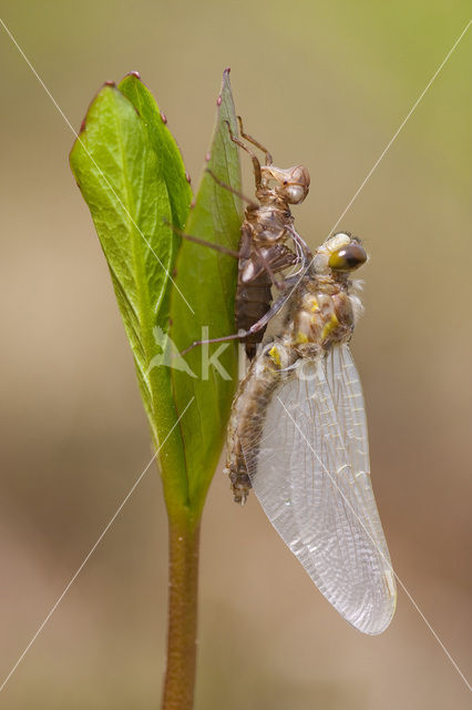 Northern White-faced darter (Leucorrhinia rubicunda)