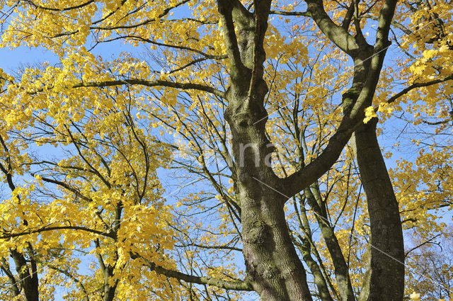 Noorse esdoorn (Acer platanoides)