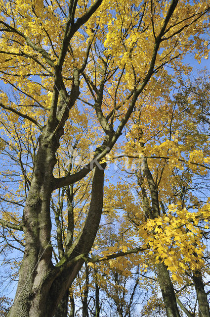 Noorse esdoorn (Acer platanoides)