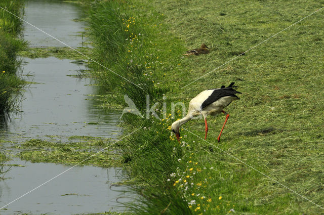 White Stork (Ciconia ciconia)