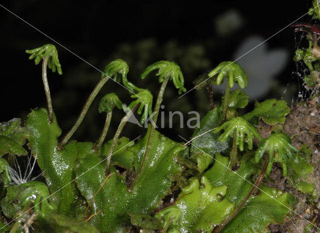 Common Liverwort (Marchantia polymorpha)