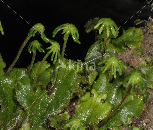 Common Liverwort (Marchantia polymorpha)