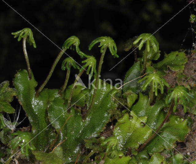 Parapluutjesmos (Marchantia polymorpha)