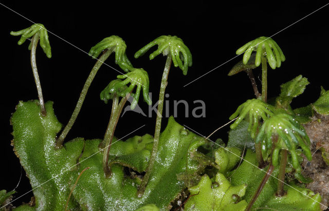 Common Liverwort (Marchantia polymorpha)