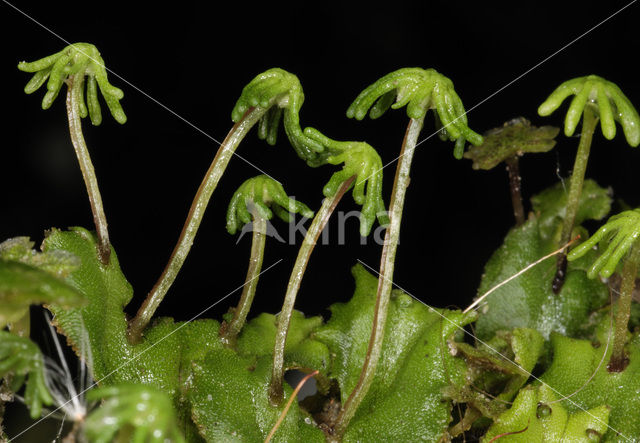 Parapluutjesmos (Marchantia polymorpha)