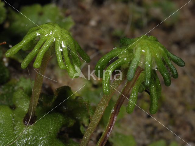 Common Liverwort (Marchantia polymorpha)