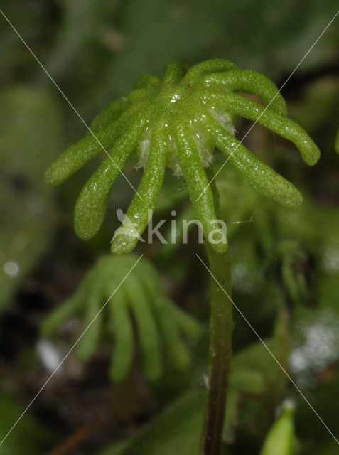 Common Liverwort (Marchantia polymorpha)