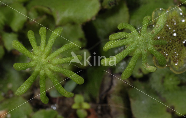 Parapluutjesmos (Marchantia polymorpha)