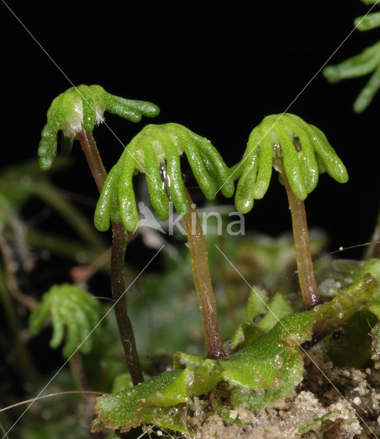 Parapluutjesmos (Marchantia polymorpha)