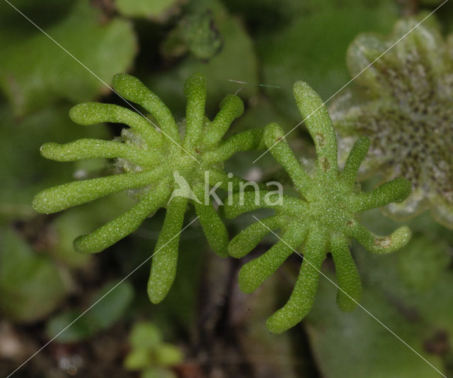 Common Liverwort (Marchantia polymorpha)