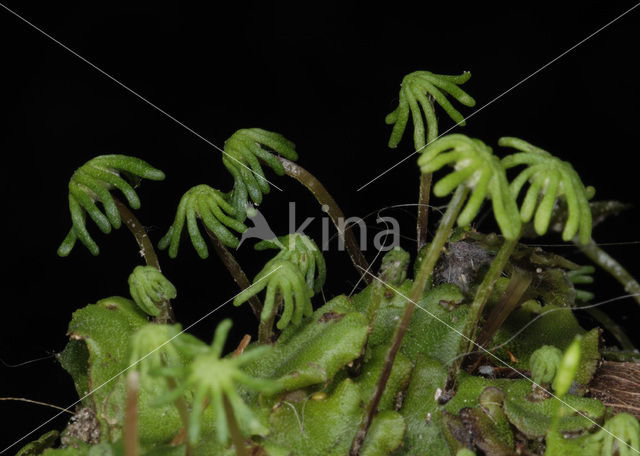 Parapluutjesmos (Marchantia polymorpha)