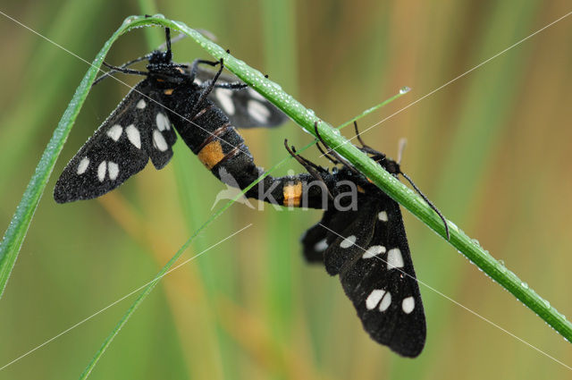 Nine-spotted Moth (Amata phegea)