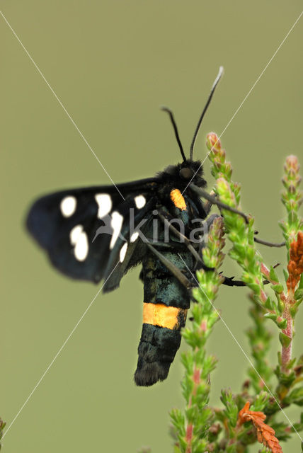 Phegeavlinder (Amata phegea)