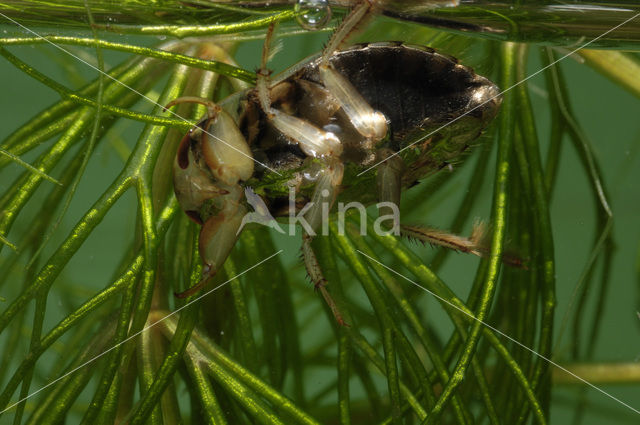 Waterbug (Ilyocoris cimicoides)